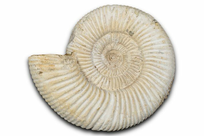 Jurassic Ammonite (Perisphinctes) Fossil - Madagascar #337682